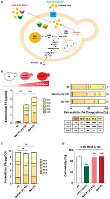 Human lipocalins bind and export fatty acids through the secretory pathway of yeast cells